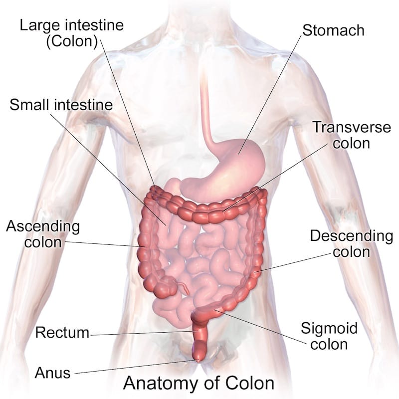 Foods To Avoid During Colon Cleanse