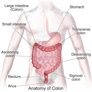 Detailed layout of the intestines, Colon and Large Intestines