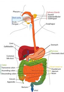 5 Steps to Heal your Digestive Problems