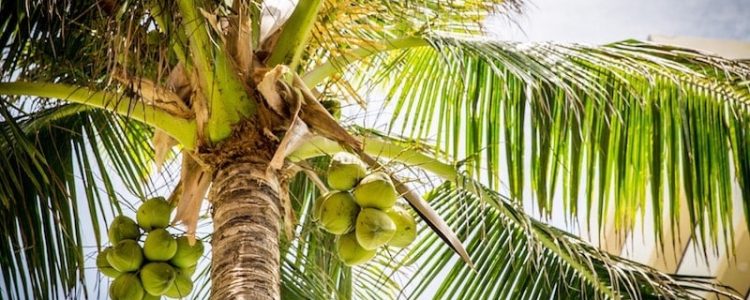 Is coconut oils as unhealthy as butter