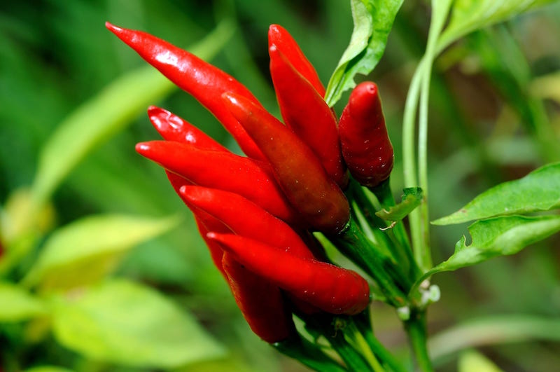 Fat burning foods - Hot Peppers