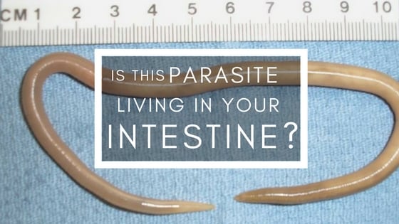 Parasitic infection(roundworms) are the most common intestinal worm found in the human body