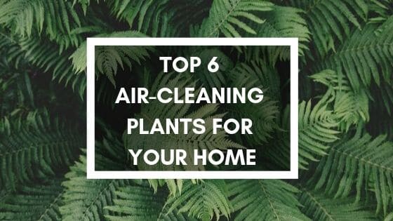 air-cleaning plants for your home